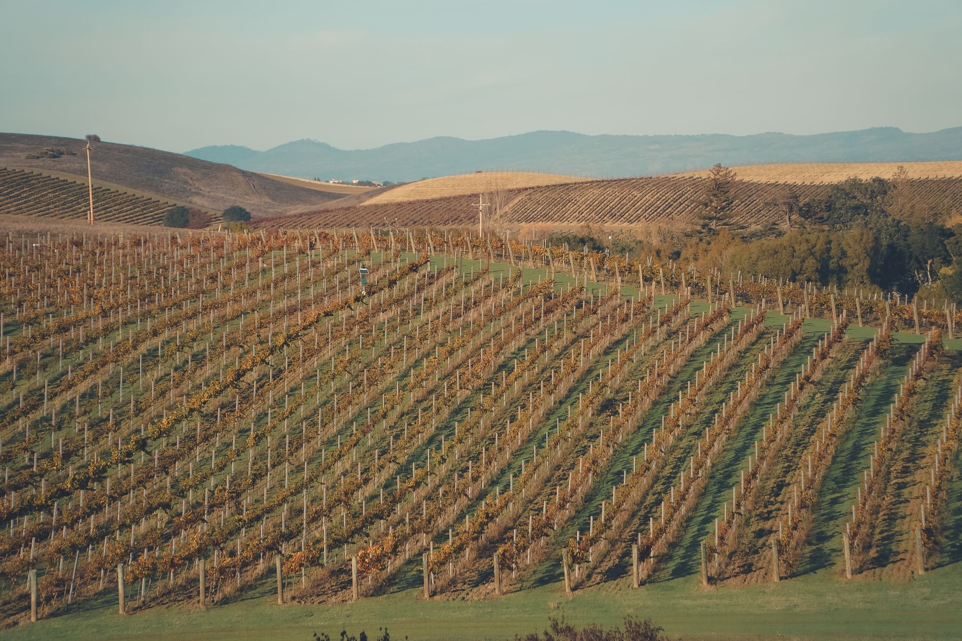Vigne Napa Valley