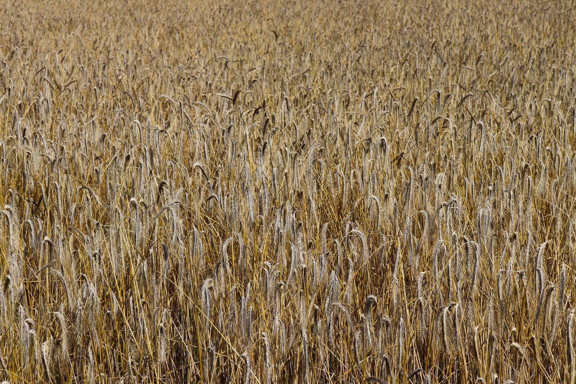 Champ de blé desséché