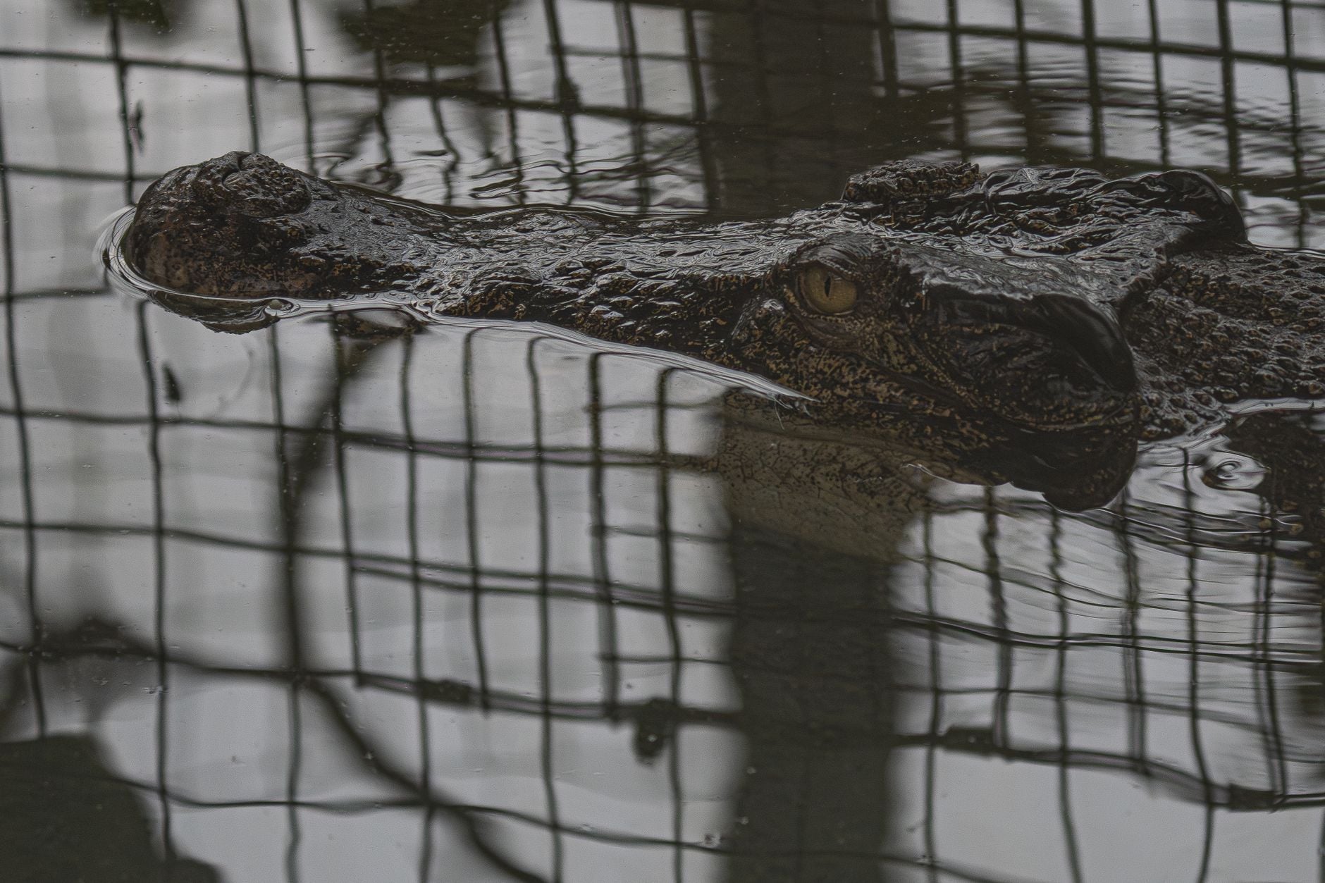 Enclos crocodiles zoo