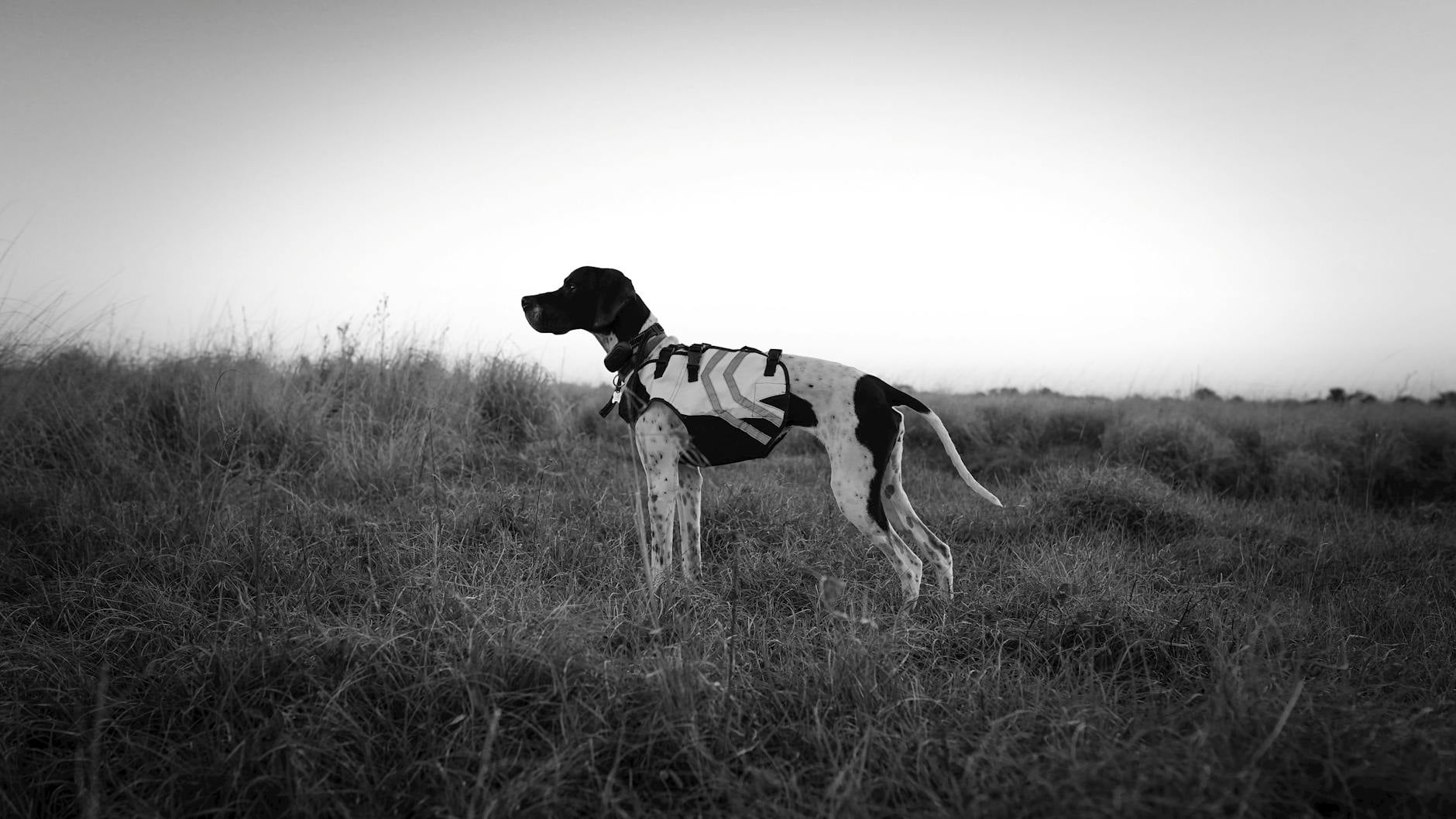 Chien policier en forêt