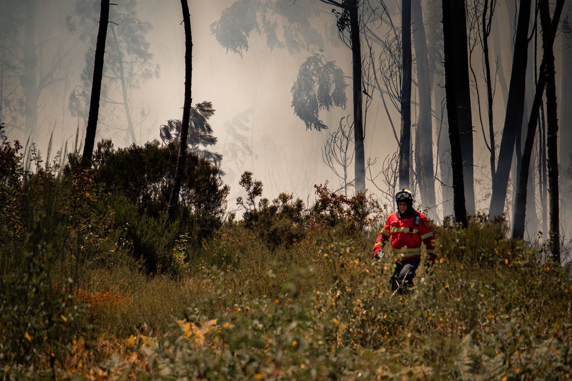 Incendie Pyrénées-Orientales 2024