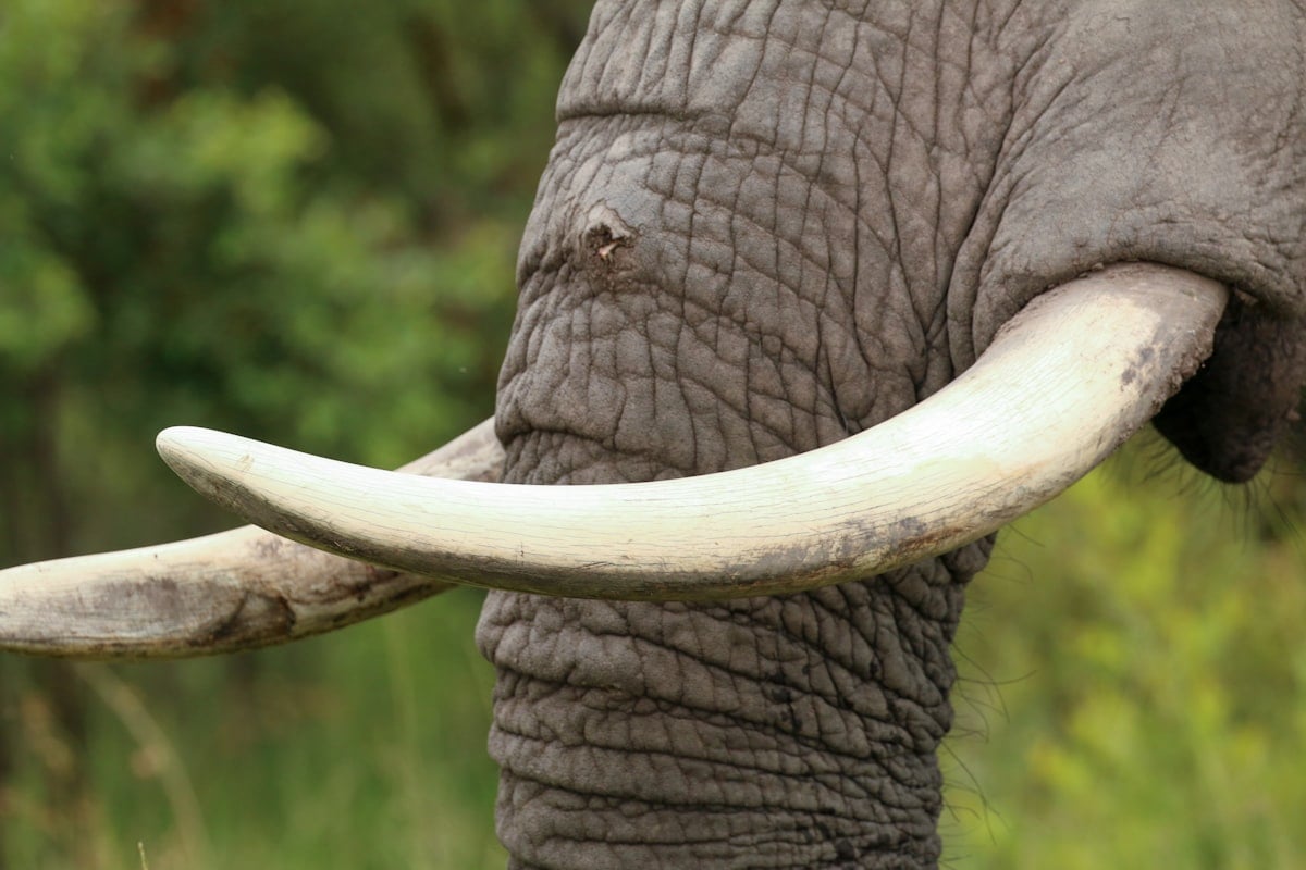 Éléphant trompe vibrisses