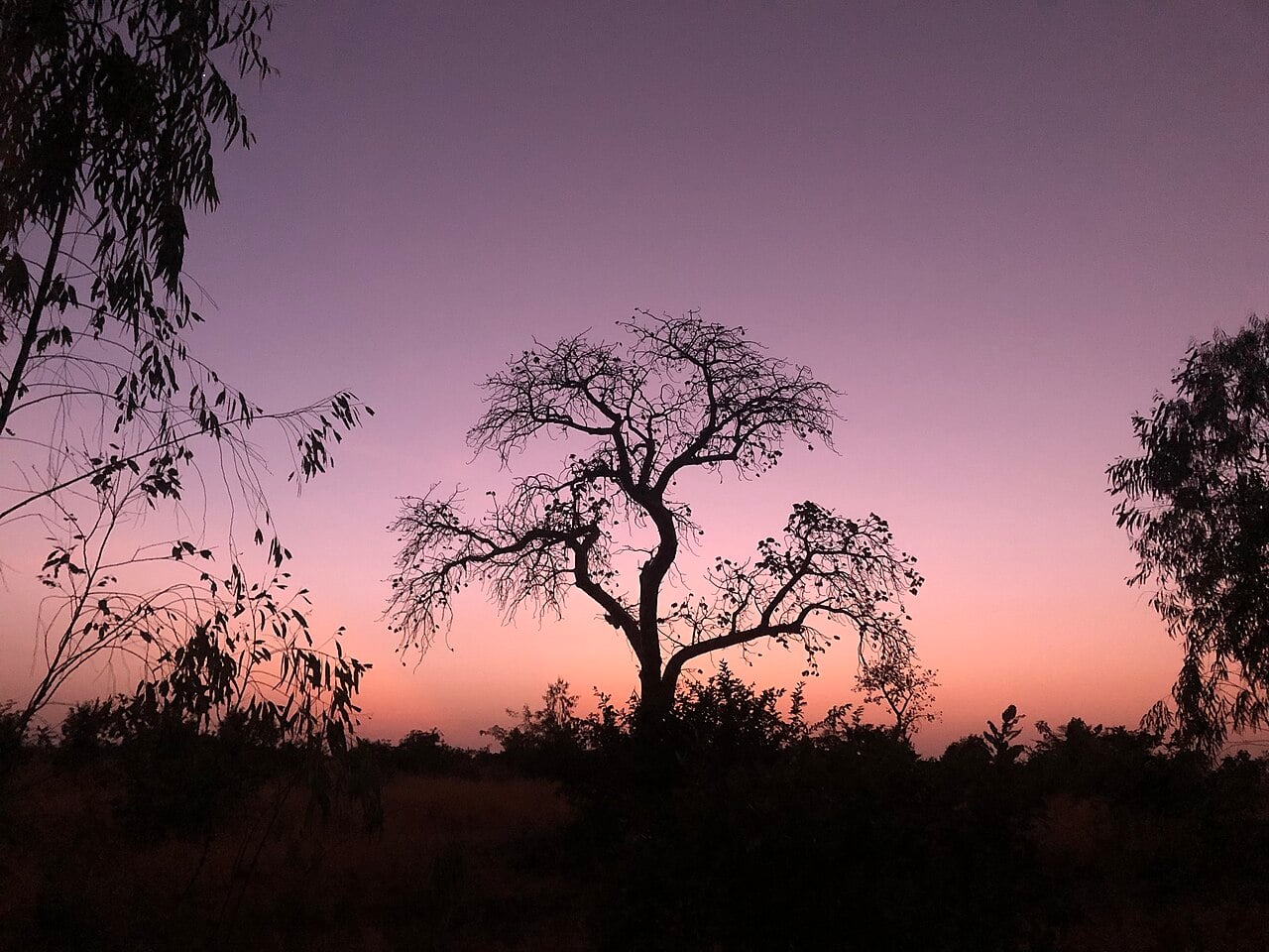 Soldats maliens en patrouille