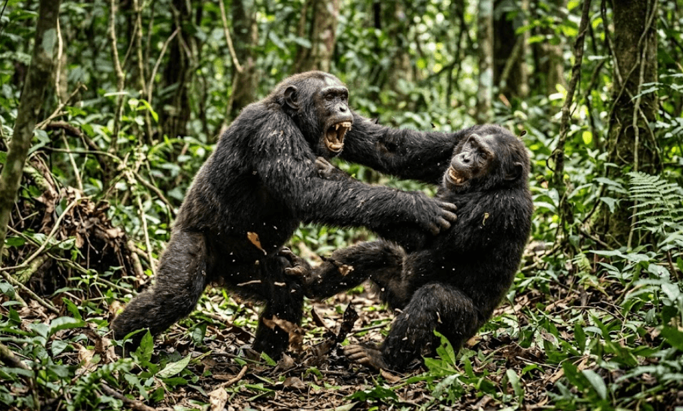 Chimpanzés Ouganda forêt
