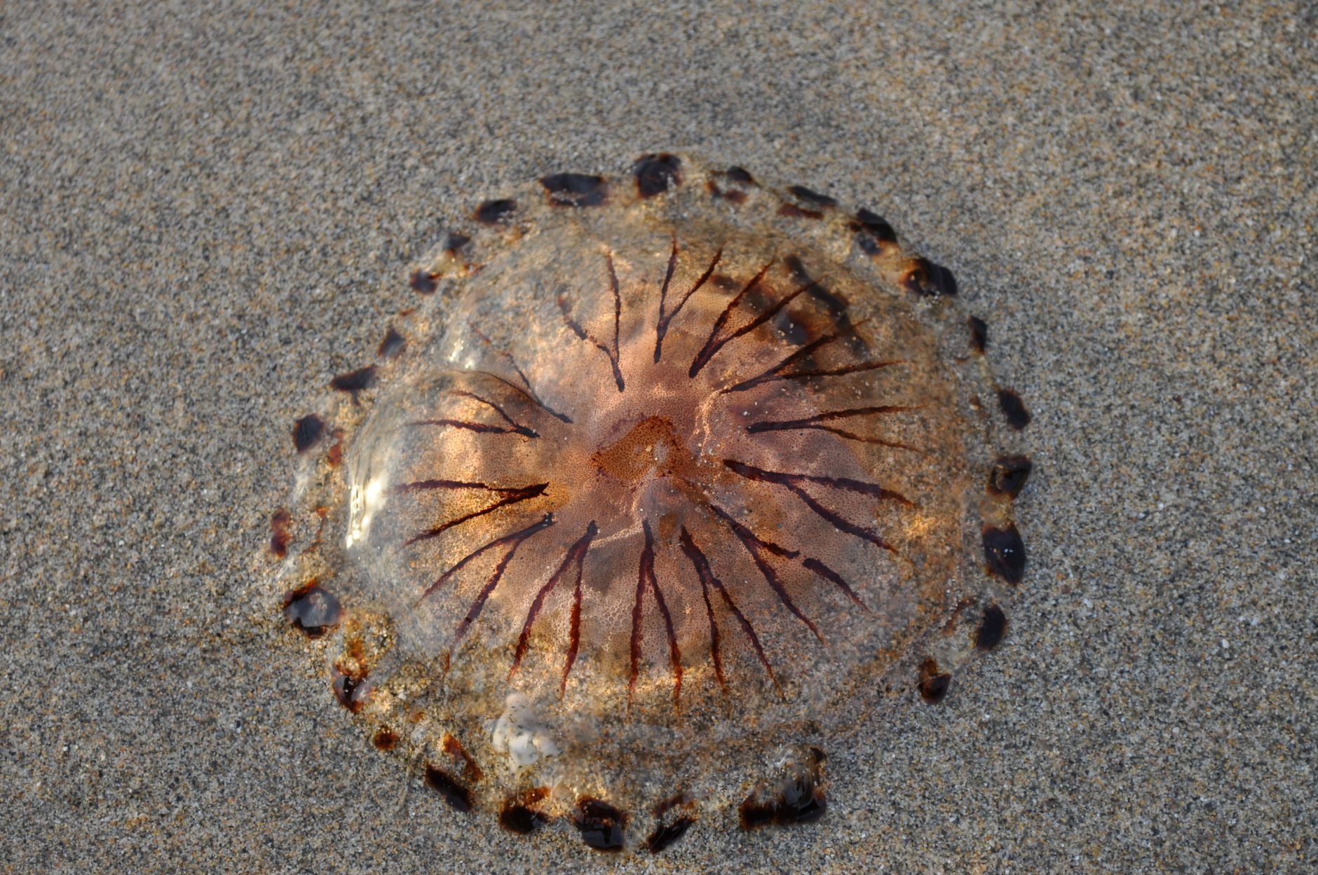Plage avec méduses échouées