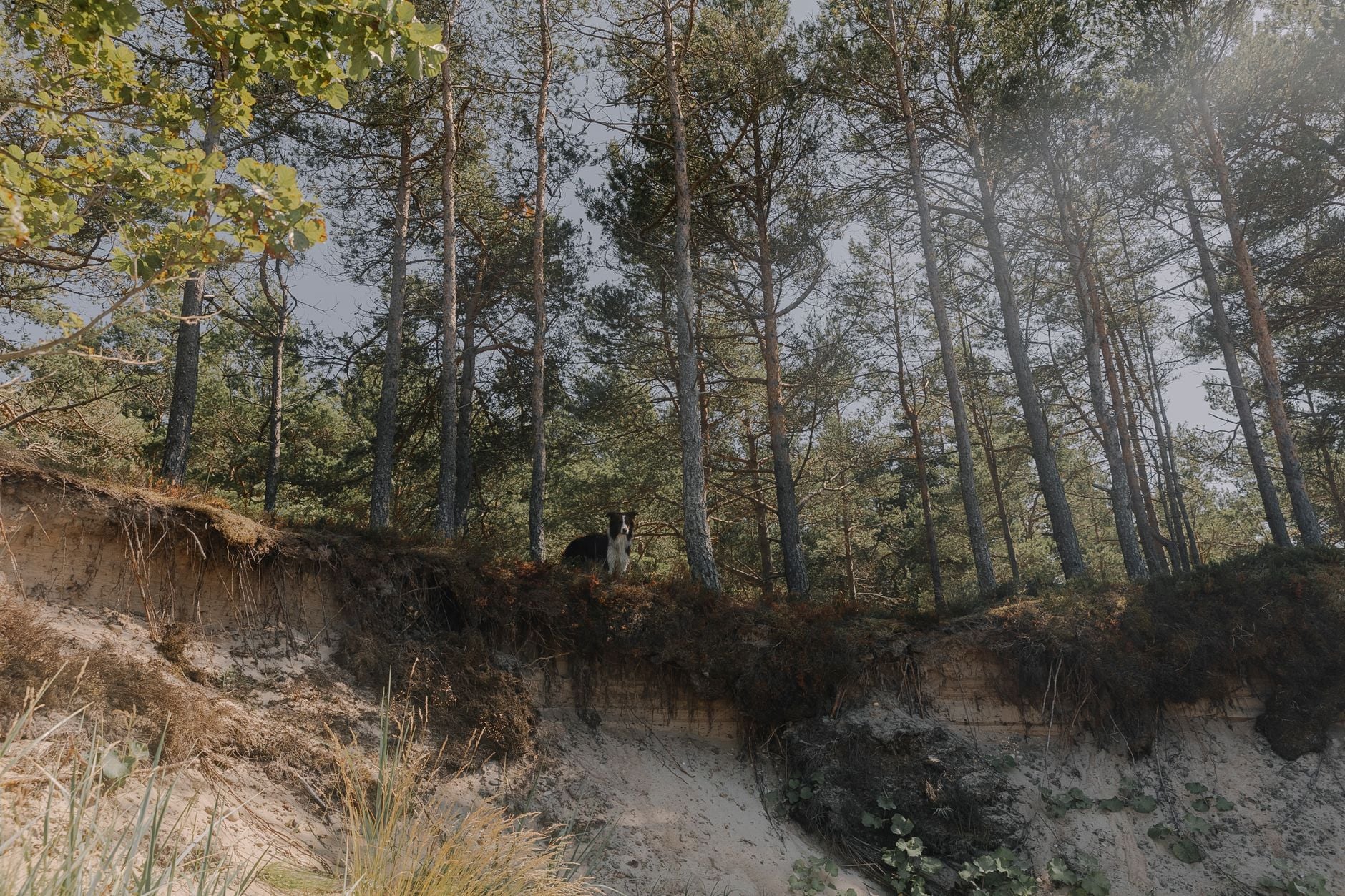 Forêt frontalière européenne