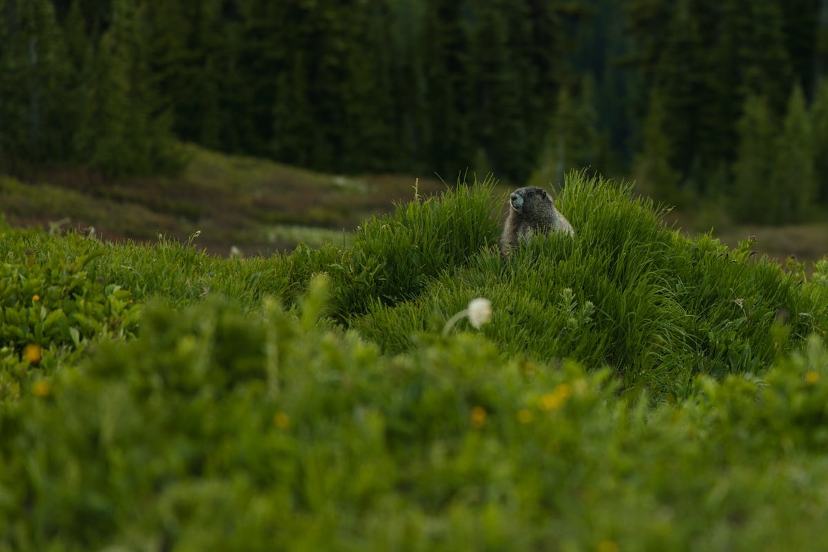 Marmotte montagne rocheuse