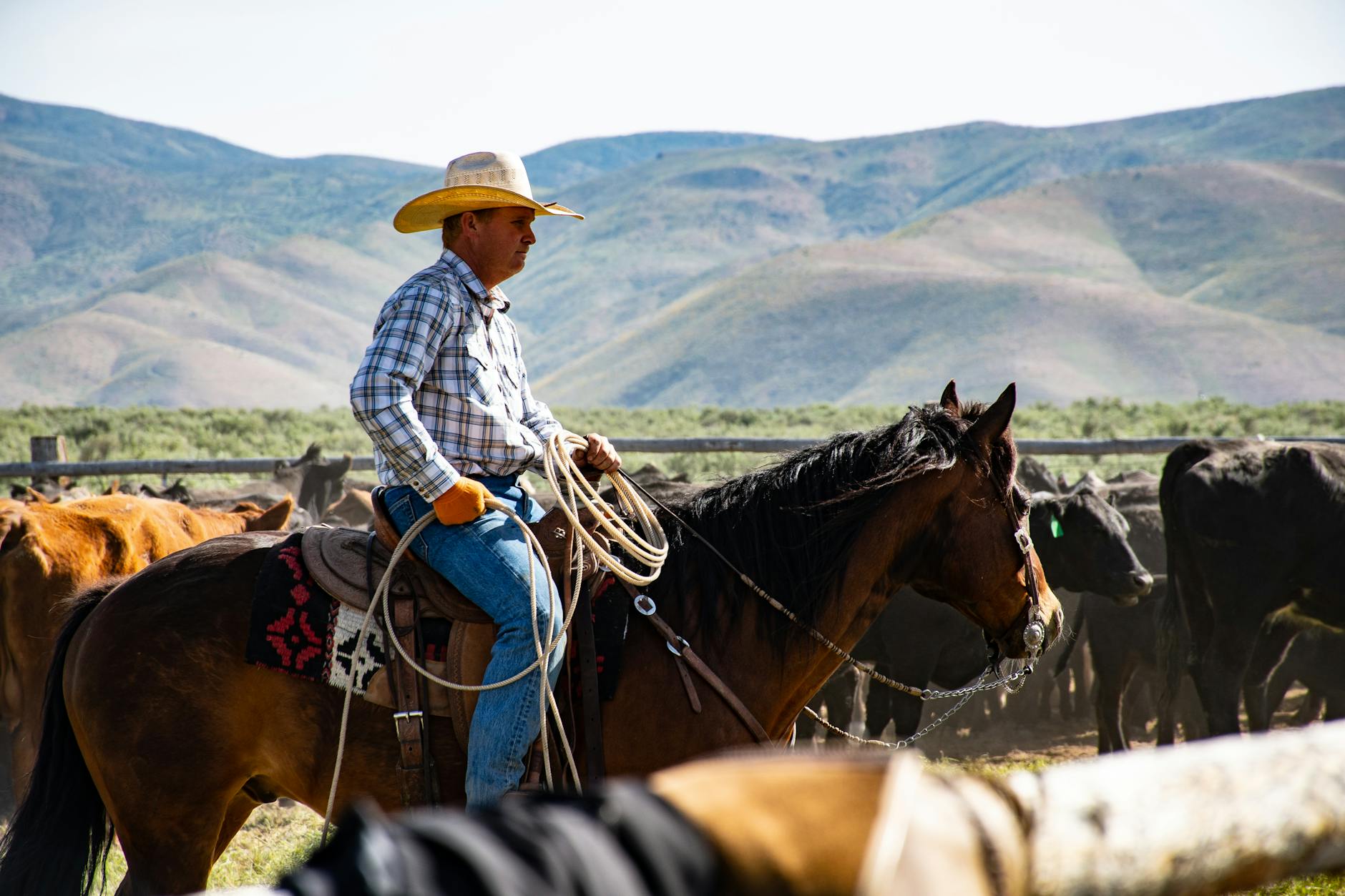 Texas : un ranch familial de 29 000 hectares vendu 46 millions de dollars
