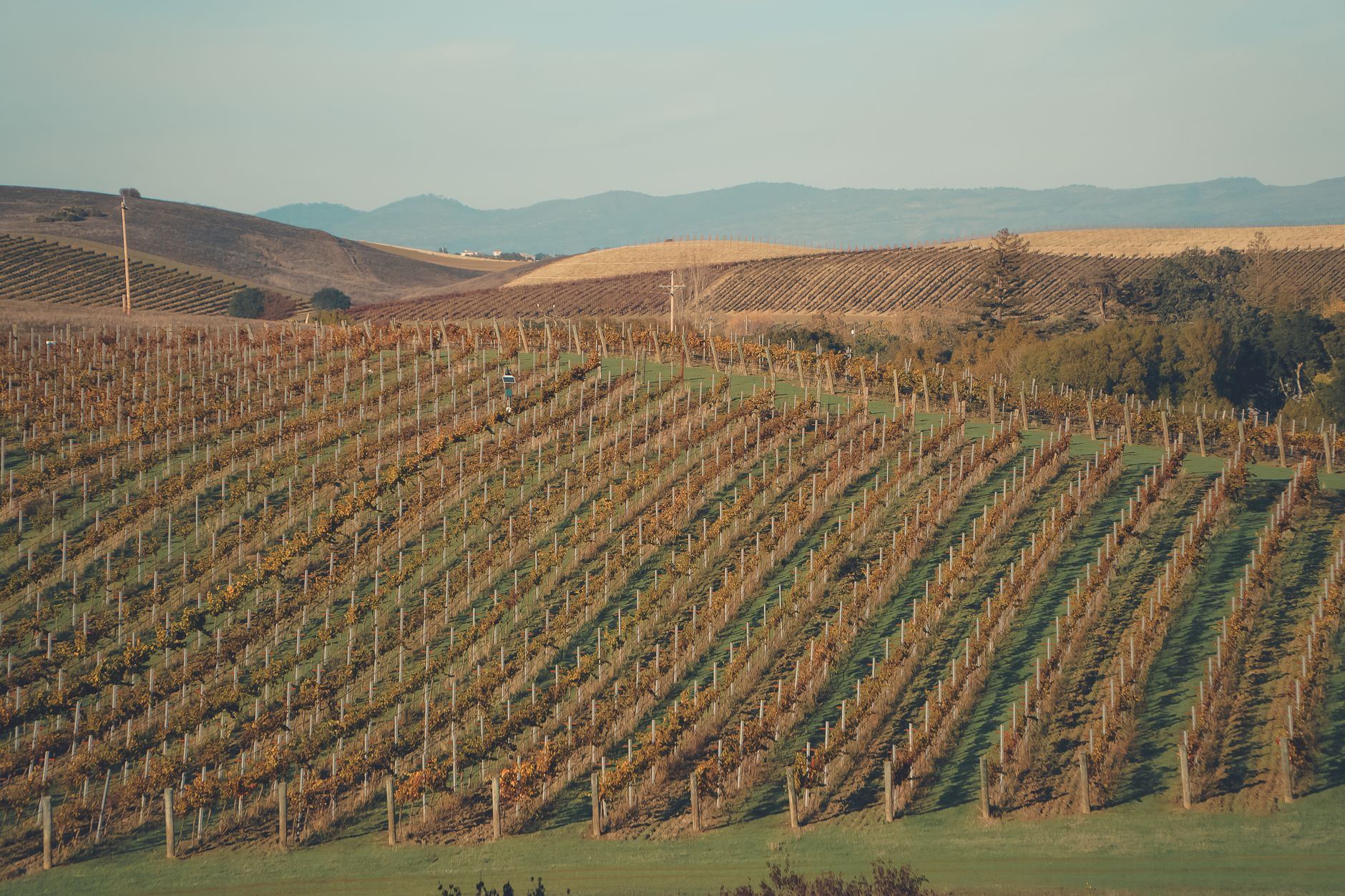 Napa Valley étouffe ses vignerons sous de nouvelles taxes pour des objectifs écologiques