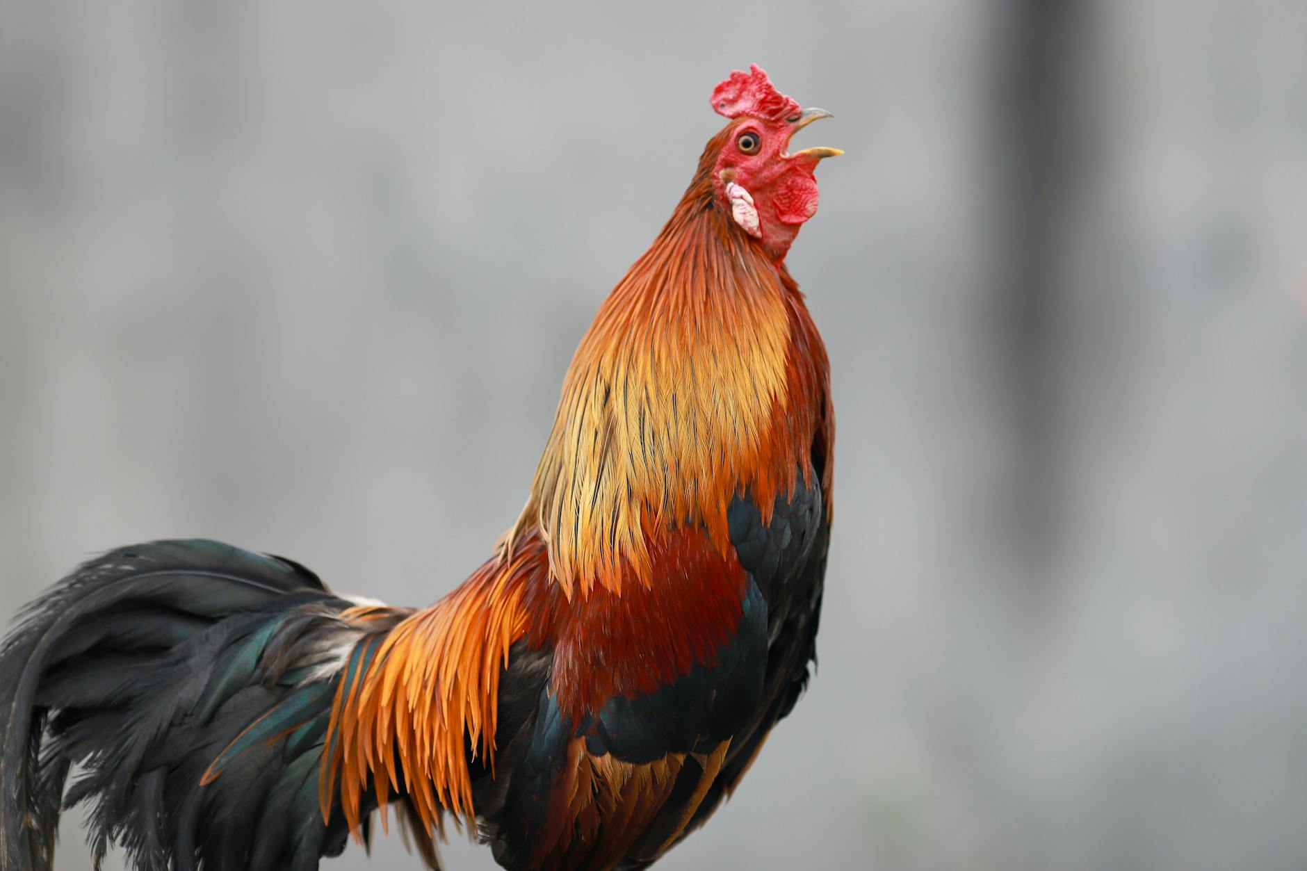 Un coq autorisé à chanter malgré la plainte d'un voisin