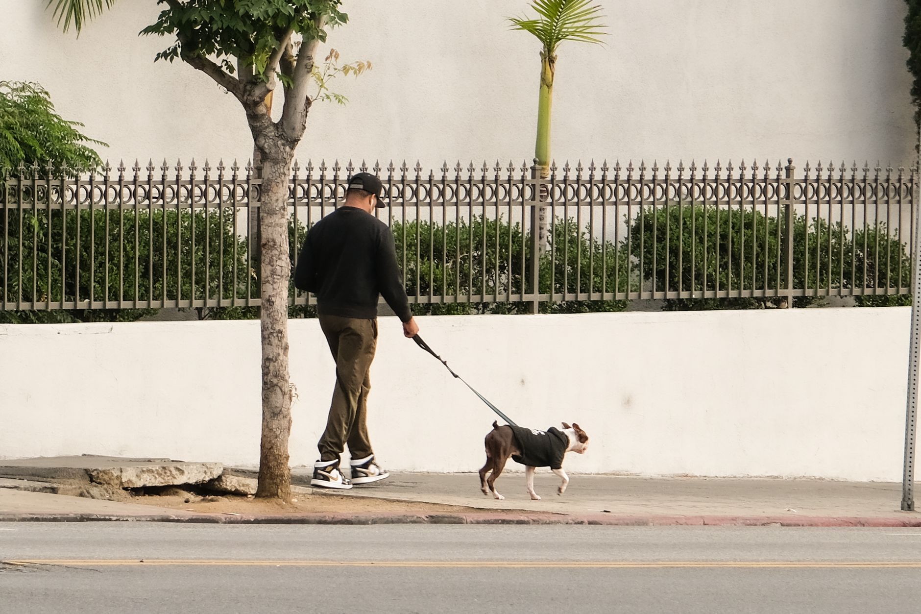 Los Angeles sacrifierait-elle ses chiens pour masquer son échec