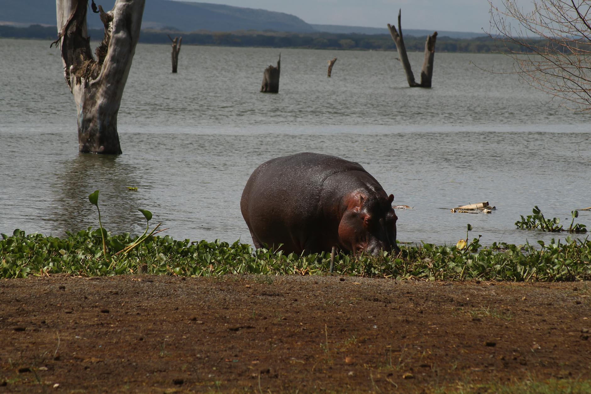 Bumpy, l'orphelin des eaux : un hippopotame sauvé au Kenya