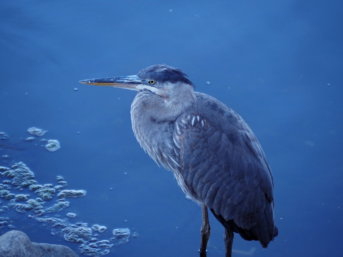 Blue Heron : quand l'autisme ronge une famille sans le nommer