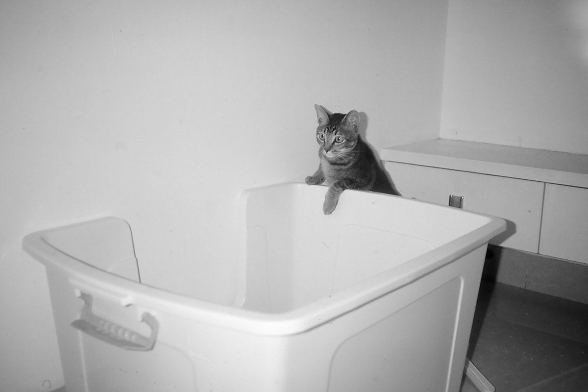 Mary Bale, la femme qui jeta un chat dans une poubelle, 16 ans après